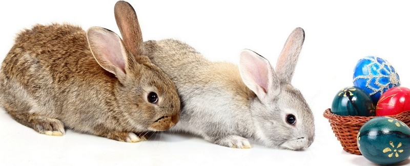 Все о кроликах в Уварово | ЗооТом портал о животных