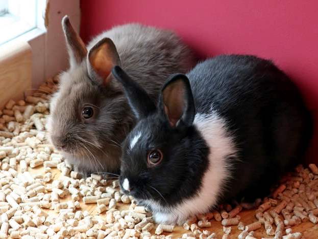 Содержание кроликов и уход за ними в Уварово | ЗооТом портал о животных
