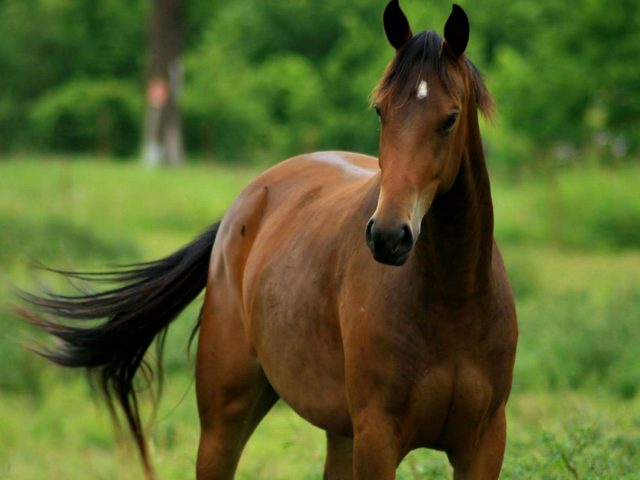 Содержание лошадей и уход за ними в Уварово | ЗооТом портал о животных