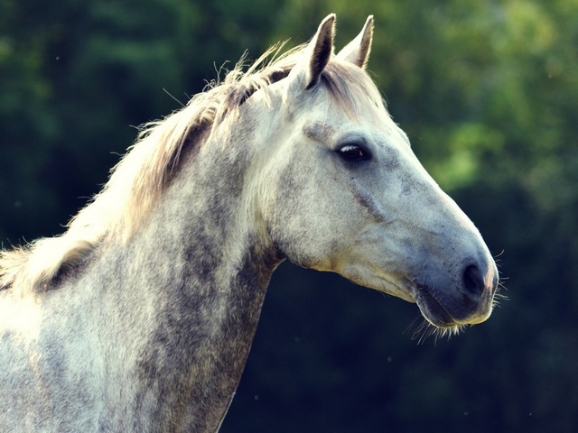 Уход за лошадьми в Уварово | ЗооТом портал о животных