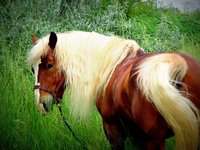 Породы лошадей в Уварово | ЗооТом портал о животных