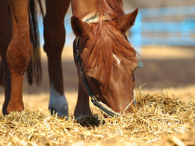Содержание лошадей в Уварово | ЗооТом портал о животных