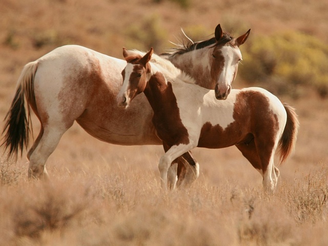 Интересные факты лошадях в Уварово | ЗооТом портал о животных