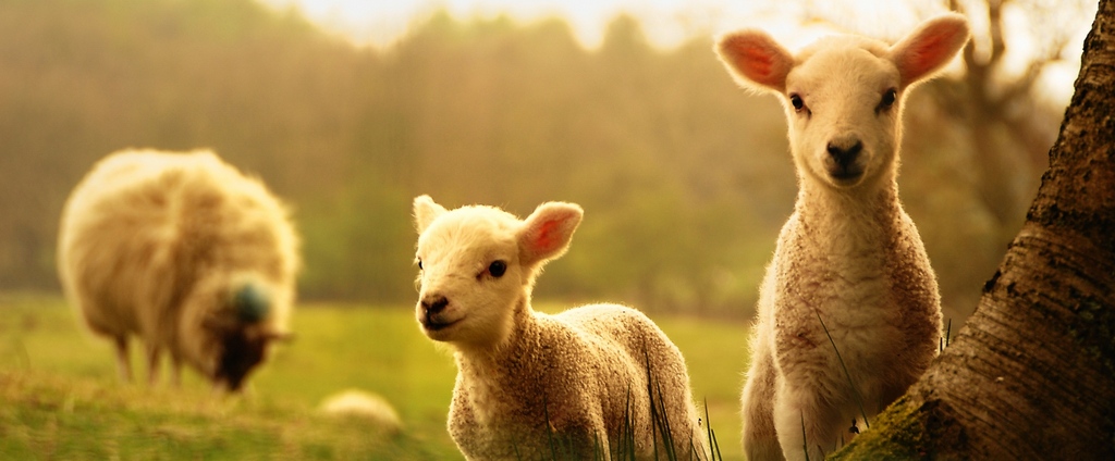 Объявления о сельскохозяйственных животных | ЗооТом - продажа, вязка и услуги для животных в Уварово