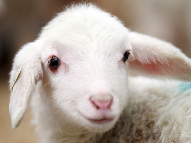 Овцы и бараны в Уварово | ЗооТом портал о животных