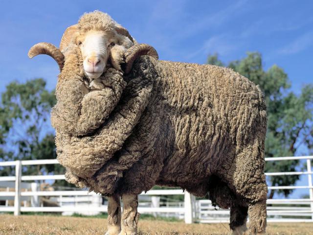 Породы овец в Уварово | ЗооТом портал о животных