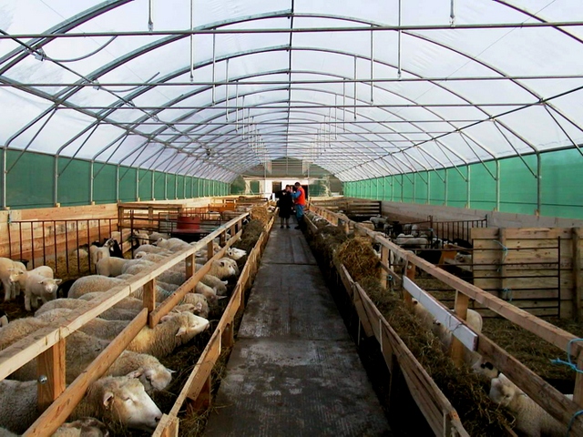 Содержание овец и уход за ними в Уварово | ЗооТом портал о животных