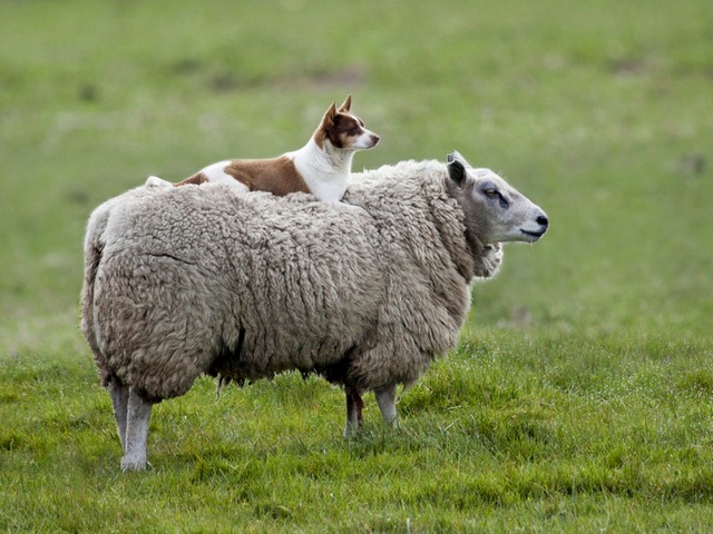 Все об овцах в Уварово | ЗооТом портал о животных