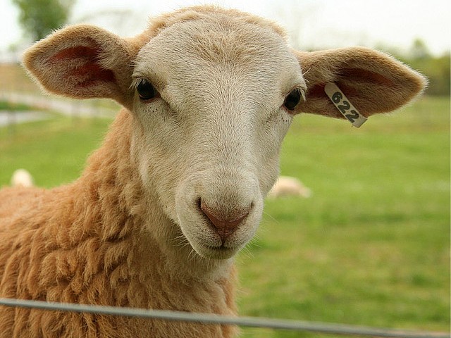 Статьи об овцах в Уварово | ЗооТом портал о животных