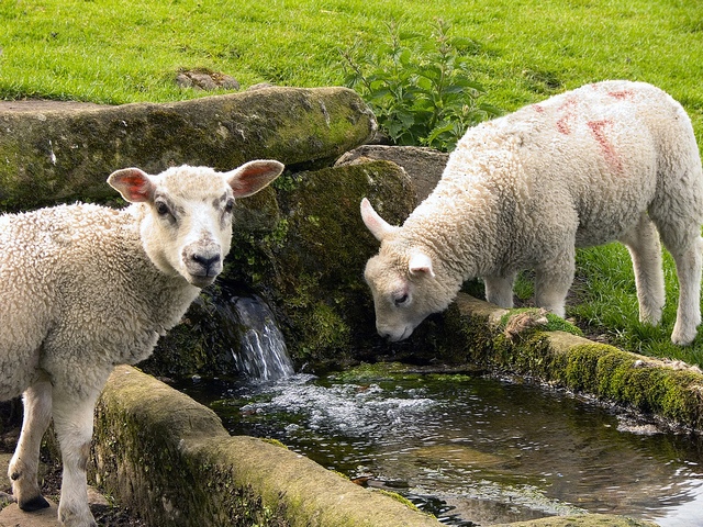Статьи об овцах в Уварово | ЗооТом портал о животных
