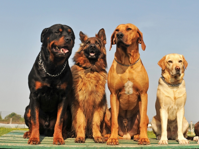 Крупные породы собак в Уварово | ЗооТом портал о животных
