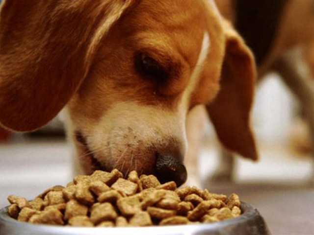 Содержание собаки в Уварово | ЗооТом портал о животных