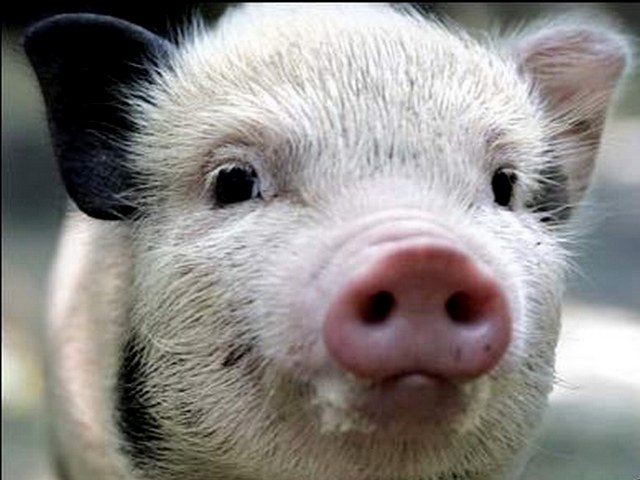 Породы свиней в Уварово | ЗооТом портал о животных