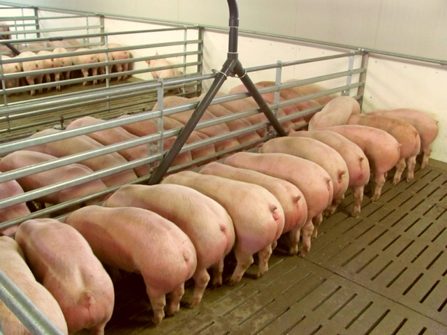 Содержание свиней и уход за ними в Уварово | ЗооТом портал о животных