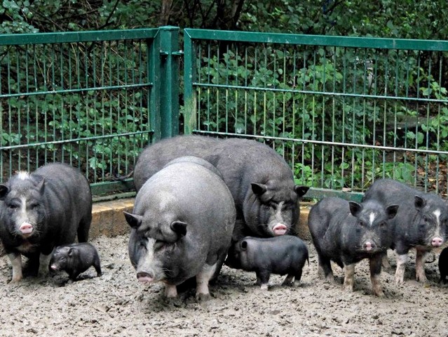 Содержание свиней и уход за ними в Уварово | ЗооТом портал о животных