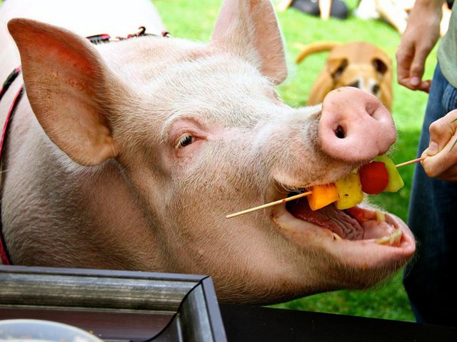 Статьи о свиньях в Уварово | ЗооТом портал о животных