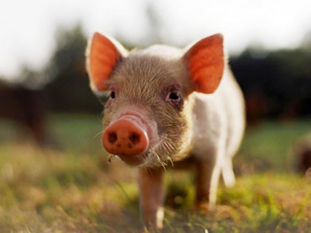 Все о свиньях в Уварово | ЗооТом портал о животных
