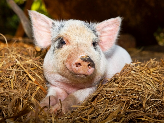 Все о свиньях в Уварово | ЗооТом портал о животных