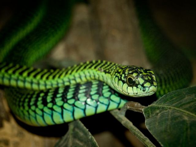 Породы змей в Уварово | ЗооТом портал о животных