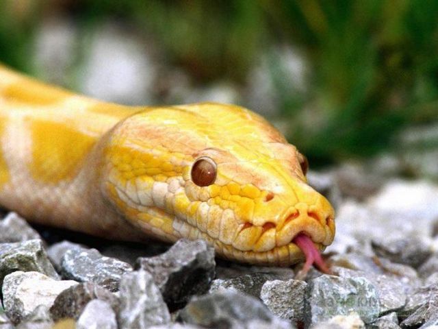 Породы змей в Уварово | ЗооТом портал о животных