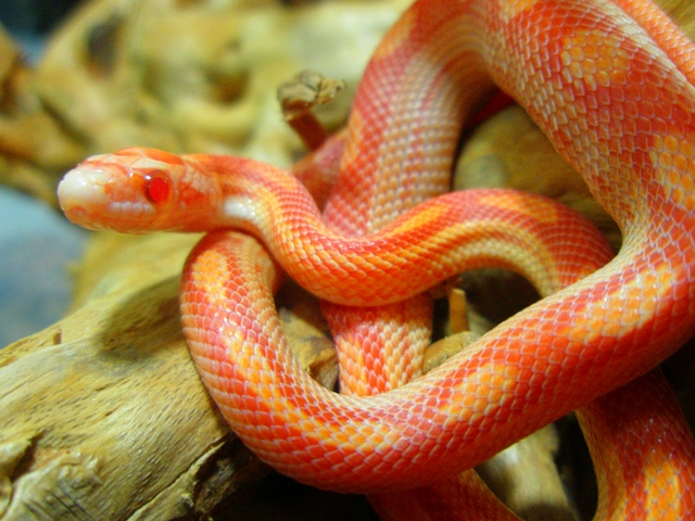 Содержание змей и уход за ними в Уварово | ЗооТом портал о животных