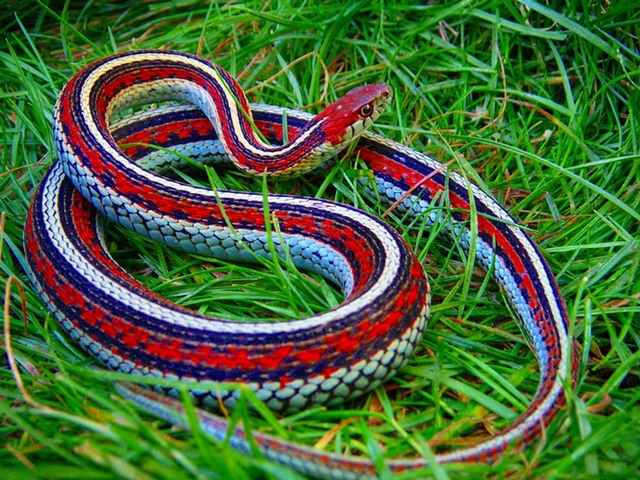 Все о змеях в Уварово | ЗооТом портал о животных